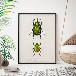 Vintage Beetle Insect Print - Etsy