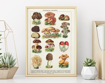 Vintage Mushroom Art Print: French Botanical Illustration
