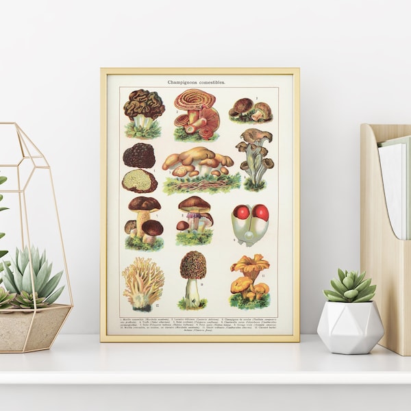 Mushrooms Art Print | Vintage Fungi Illustration | Large Botanical Wall Chart | French Gastronomy Art | Fall Home Decor