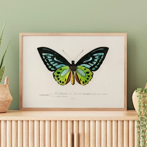 Stampa artistica di farfalle / Stampa naturalistica minimalista / Stampa artistica di farfalle verdi / Decorazione moderna per la casa