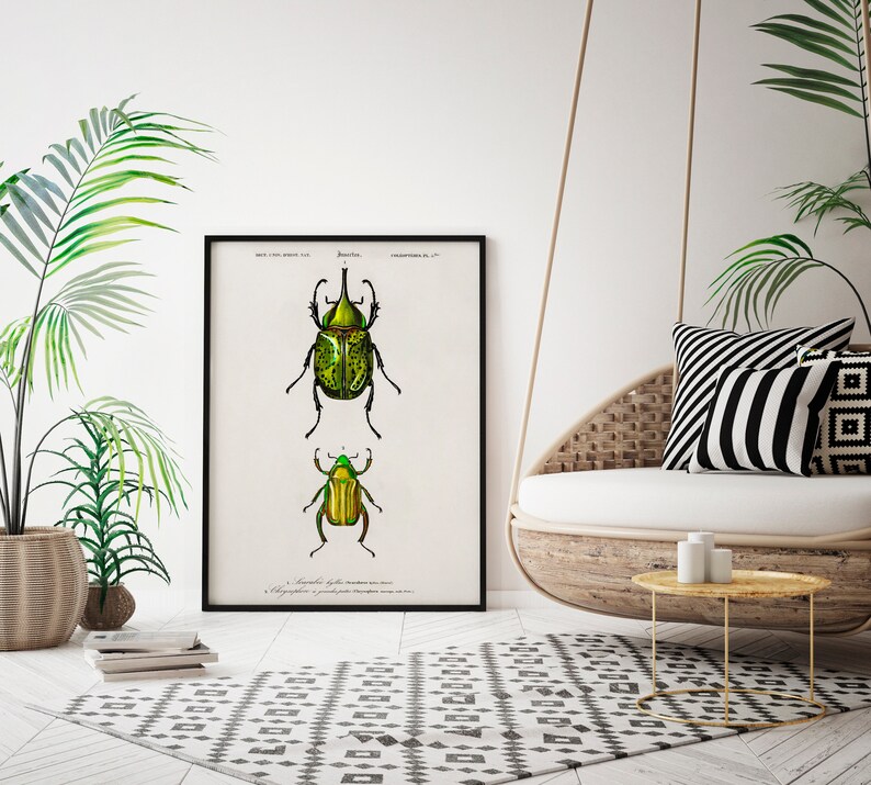 Vintage Beetle Insect Print | Etsy