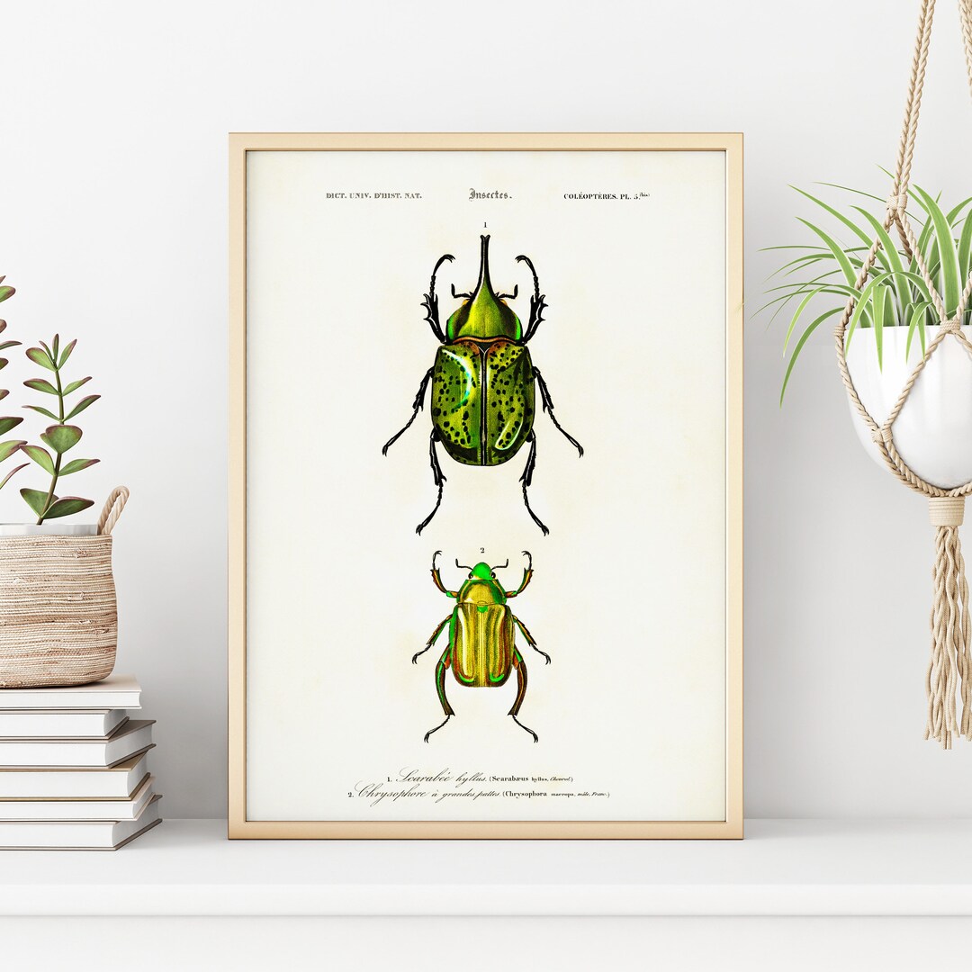 Vintage Beetle Insect Print - Etsy
