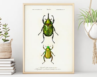 Vintage Green Beetles Print | 19th Century Biology Illustration | Natural History Art Print