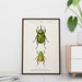 Vintage Beetle Insect Print 