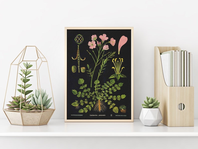 Botanical Art Print Nature Prints Jung Koch Quentell Boho Apartment Decor Gifts for Gardeners image 1