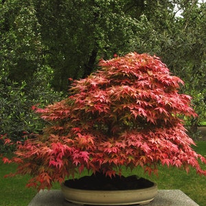 Japanese Maple Bonsai Tree Seeds (BULK) Acer palmatum Free Shipping