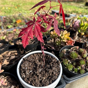 Bonsai Seeds Red Japanese Maple Seeds 20 pack Acer palmatum Guaranteed to grow image 3