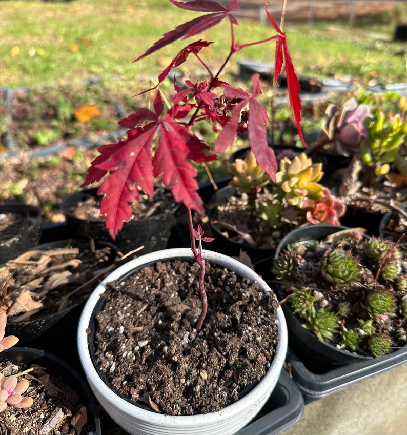 Bonsai Seeds Red Japanese Maple Seeds 20 pack Acer palmatum Guaranteed to grow image 3