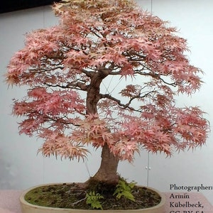 Bonsai Seeds Red Japanese Maple Seeds 20 pack Acer palmatum Guaranteed to grow image 1