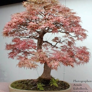 Bonsai Seeds Red Japanese Maple Seeds 20 pack Acer palmatum Guaranteed to grow image 1