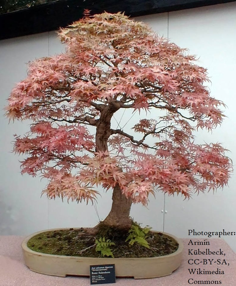 Bonsai Seeds Red Japanese Maple Seeds 20 pack Acer palmatum Guaranteed to grow image 1