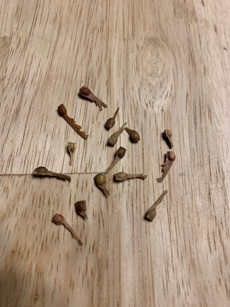 Bonsai Seeds Red Japanese Maple Seeds 20 Pack Acer Etsy