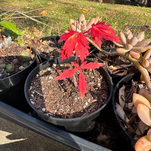 Bonsai Seeds Red Japanese Maple Seeds 20 pack Acer palmatum Guaranteed to grow image 2