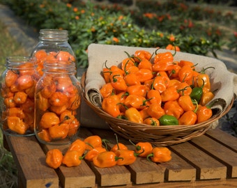 Habanero Chilli Pepper Seeds | 400mg = 100+ seeds | Guaranteed to grow