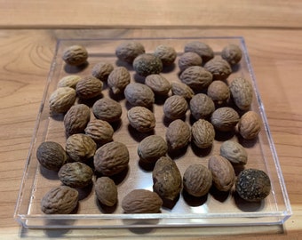 Chinese date tree seeds | 25 seeds | Guaranteed to grow