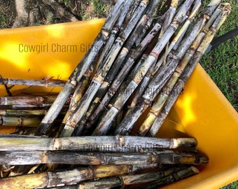 Sugar cane, fresh cut sugar cane, natural sugar, sugar cane plant, sugar cane stalk