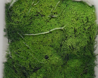 Light Green Lichen Moss ~ Scenery for MODEL RAIL H0, N, Z Scale, Model Train Accessory, Brand New J62