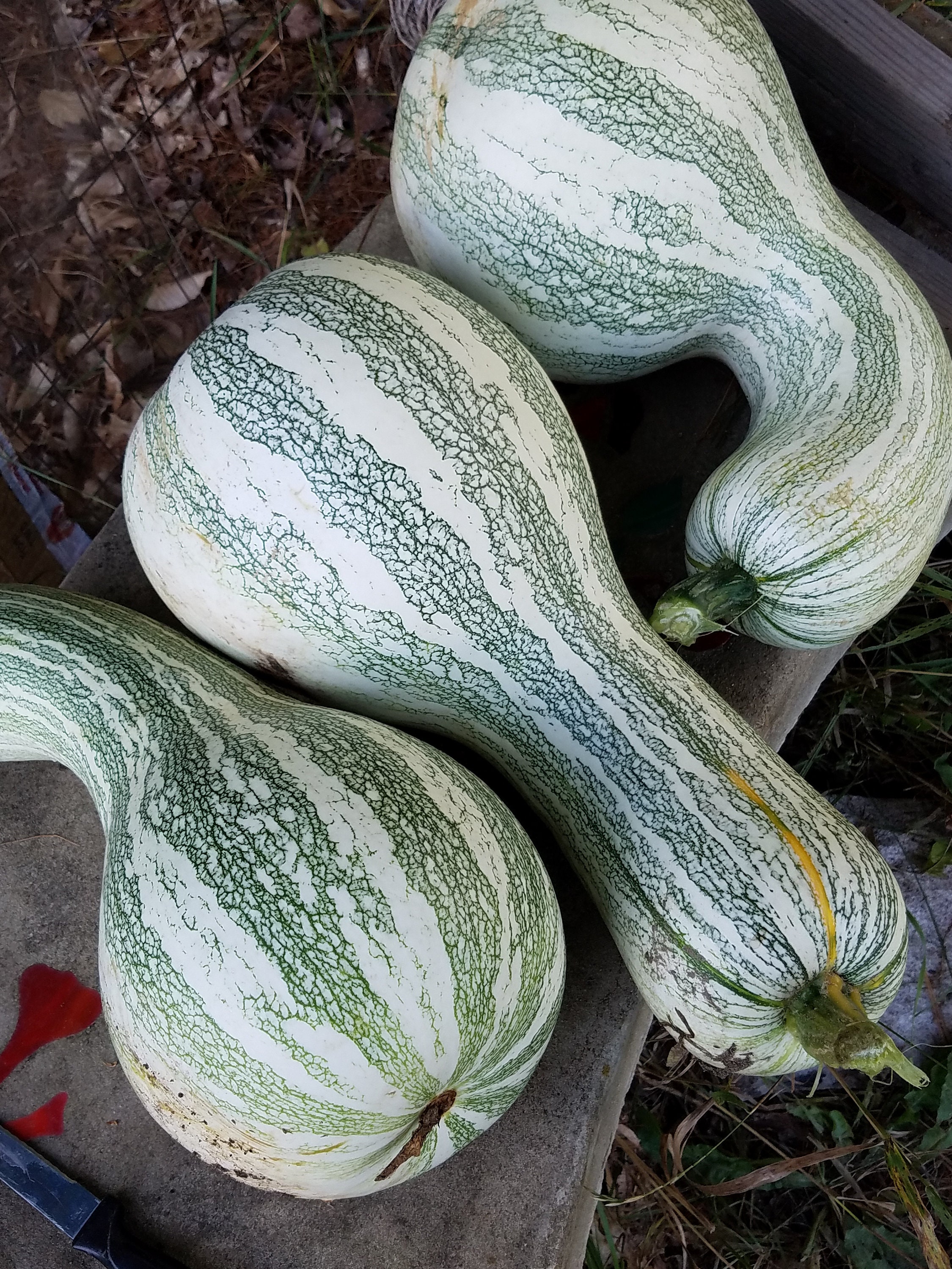 GG25E2 White Cushaw Squash Seed Earrings with Turquoise Colored