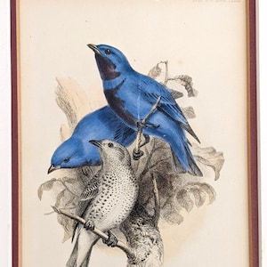 John Gould "Cotinga Amabilis" original hand colored stone lithograph; framed, some damage