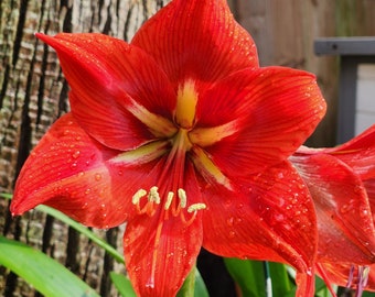 TWO Red Amaryllis bulbs