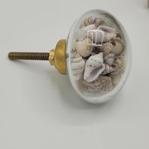 1 Seashell enclosed in glass Knobs. Decorative Nautical Beach Ocean Dresser Drawer Pulls, Shabby Chic, Beach Theme Nautical Nursery