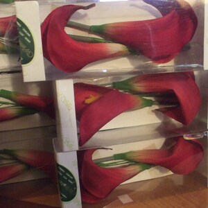 Red Silk Cali Lily Bulbs, (20 count)