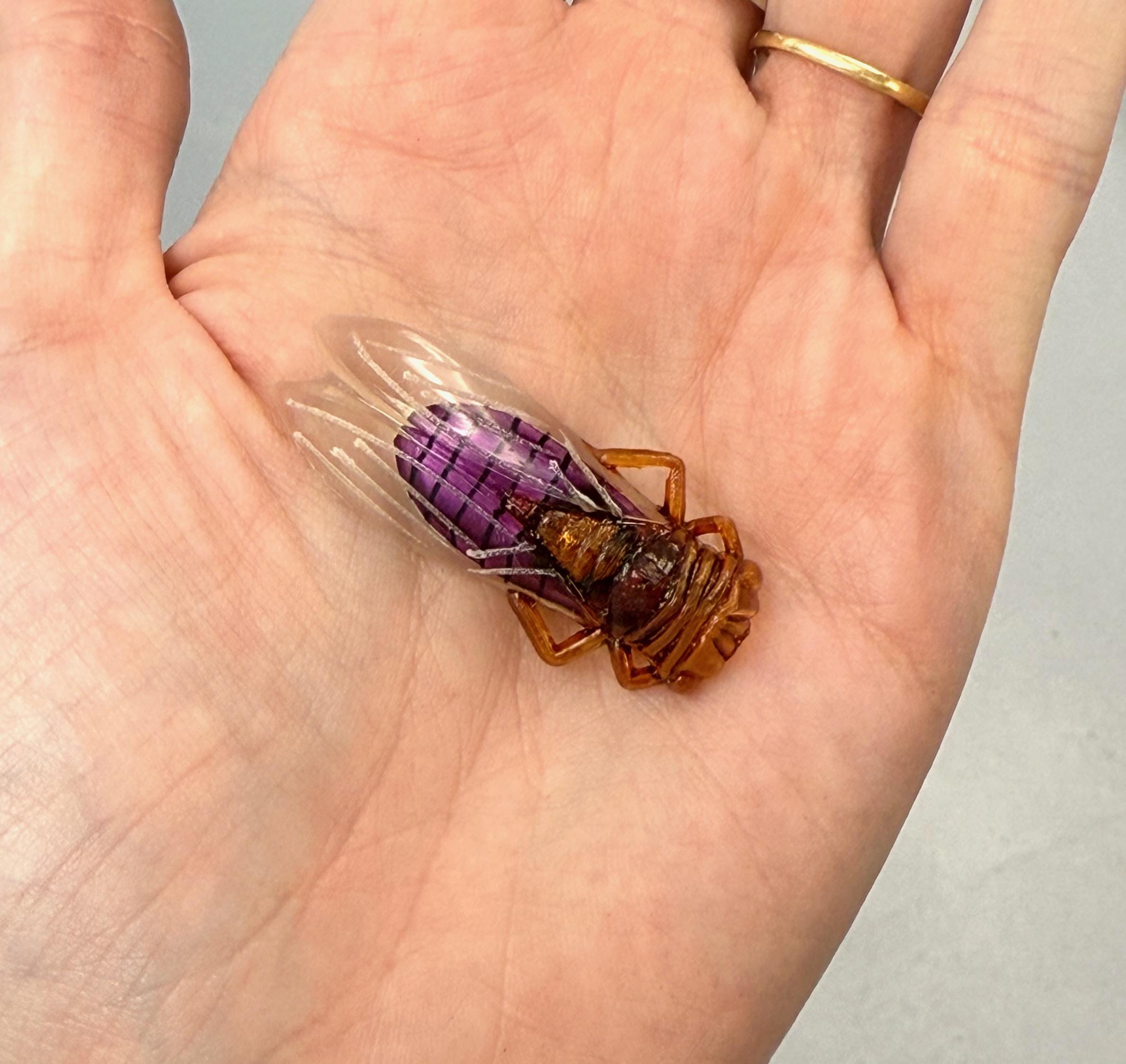 Lot of two barrettes hair, ornaments, vintage Lucite cicada bug bugs Unique Cicada Hair Clip/barrette (gold or Silver) - Etsy main image 2