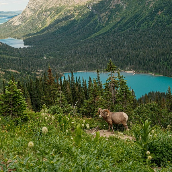 Big Horn Sheep roaming Grinnell Glacier in Glacier National Park Montana Photograph Digital Download to Print or Frame