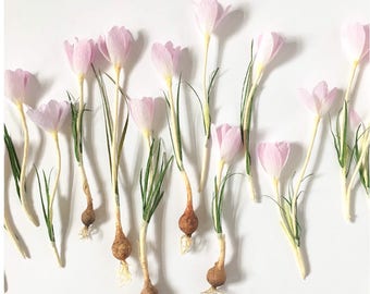 Paper Flower Class- PDF/Video- Crocus Flower & Spring Bulb- Paper Flower Tutorial