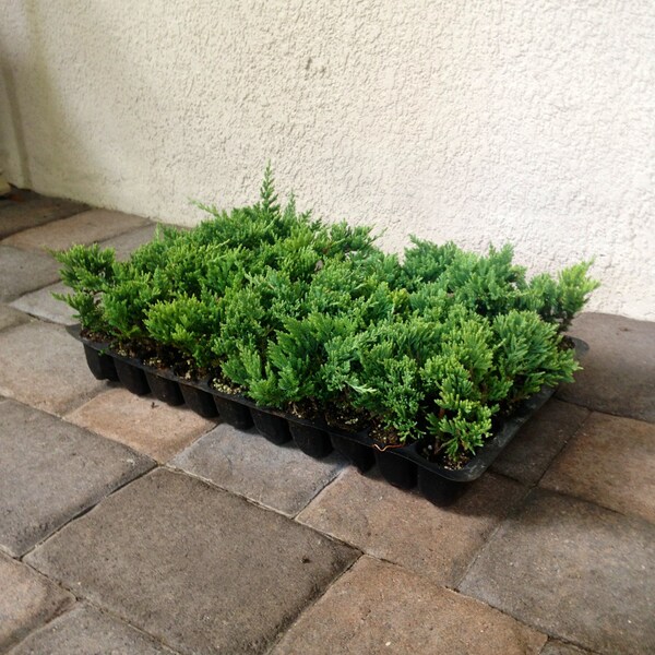Blue Rug Juniper | 30 Live Plants | Evergreen Groundcover Low Maintenance Juniperus Wiltonii