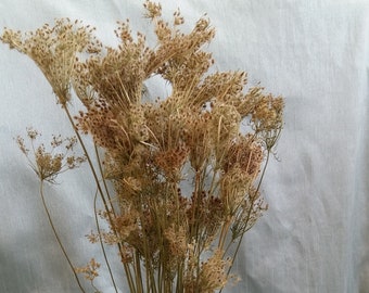 dried flowers ammi seed heads pods autumn fall decor vase filler floral design florist arrangement supplies dried flower stem natural rustic