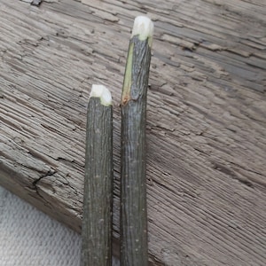 short size wand supplies rowan wood protective magickal wooden wand magick sacred tree celtic druid shaman wiccan magic love spell tool