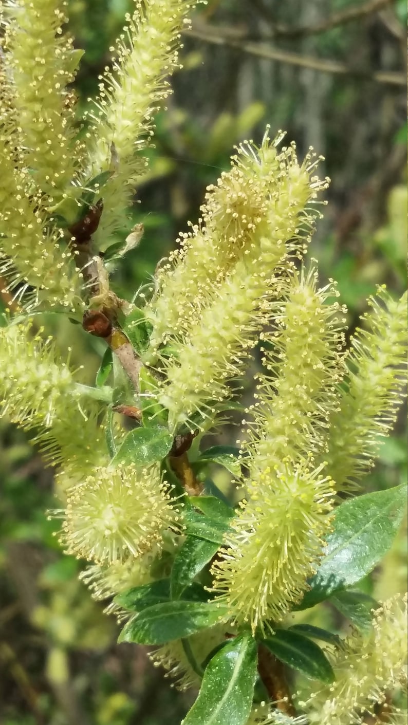 Firschoie 300 Bastoncini Legno Naturali Per Ghiaccioli Fai Da Te - Per Bambini, Artigianato E Gelati Casalinghi - Foto 5