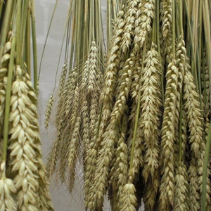 wheat bouquet rustic farm barn wedding bride bridesmaids maid of honor bouquet home decor dried ears of wheat grain ear natural decor eco image 4