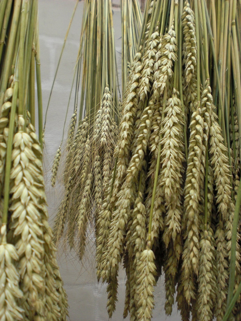 wheat bouquet rustic farm barn wedding bride bridesmaids maid of honor bouquet home decor dried ears of wheat grain ear natural decor eco image 4