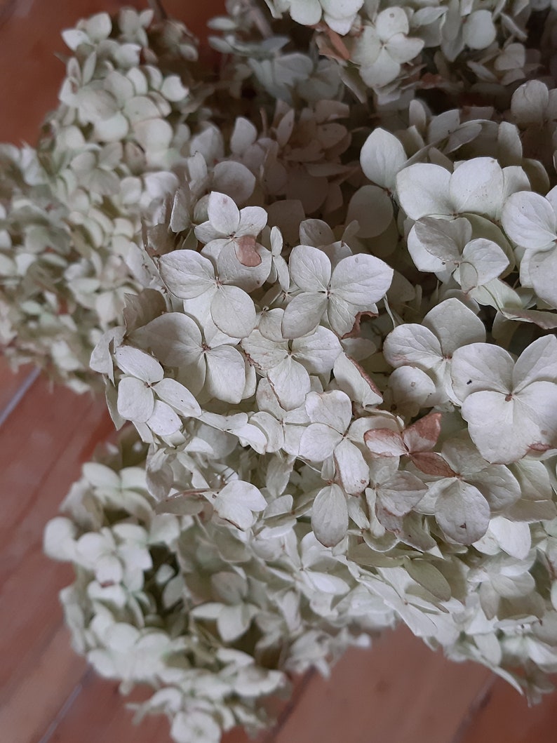Dried Hydrangea Flowers Natural Confetti Hortensia Heads Brown Etsy
