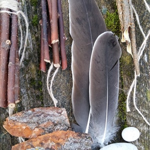 Ensemble de collection de curiosités naturelles étagère à bibelots kit de démarrage cabinet de curiosité naturel bizarrerie science biologie spécimen bois de lichen plage image 4