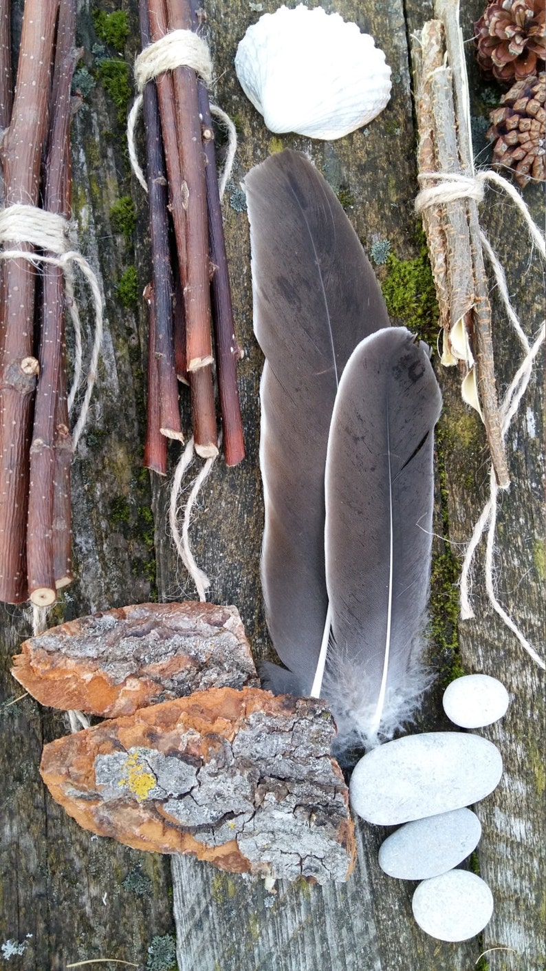 Ensemble de collection de curiosités naturelles étagère à bibelots kit de démarrage cabinet de curiosité naturel bizarrerie science biologie spécimen bois de lichen plage image 4