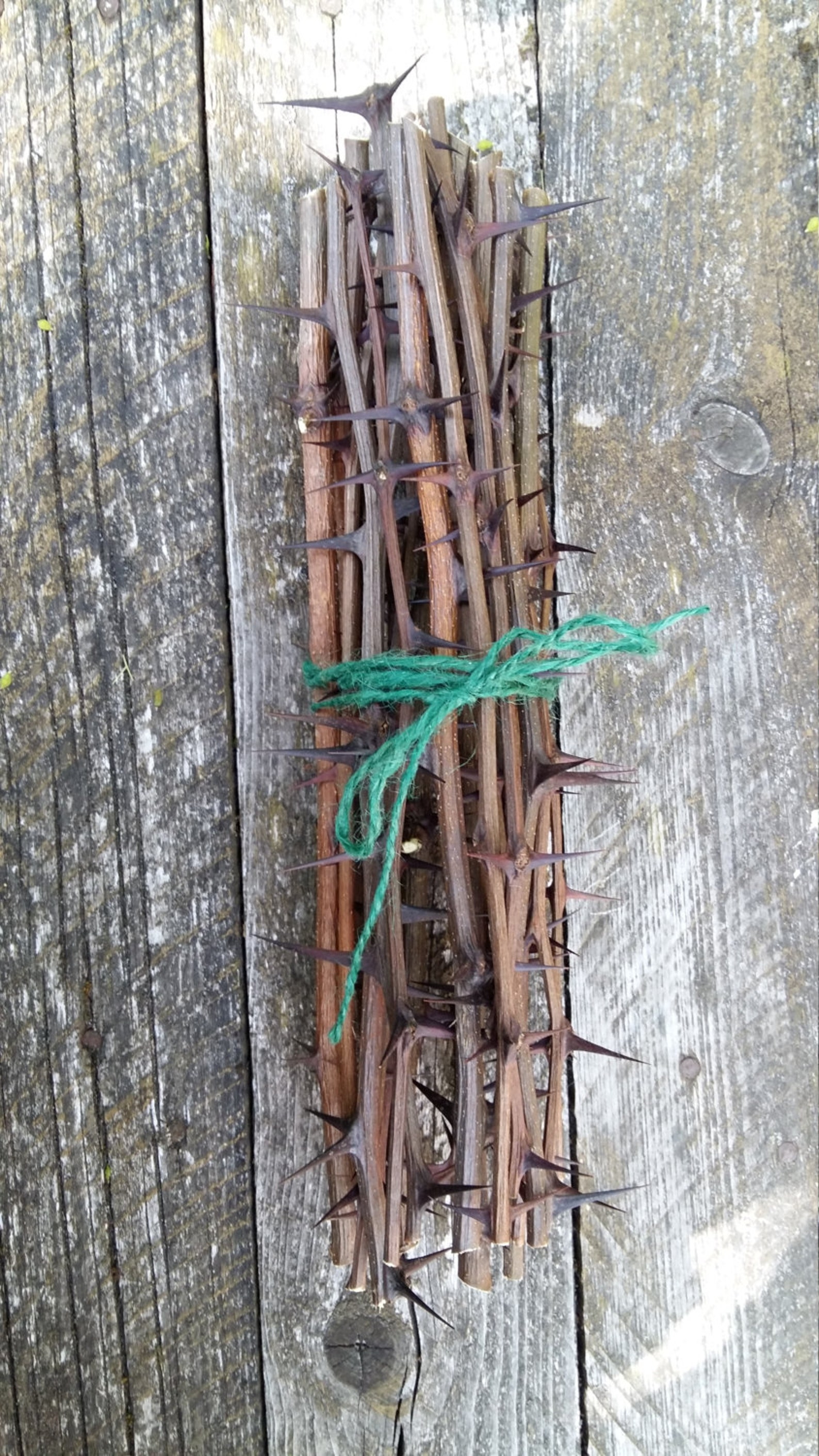 Dornen Zweige Stöcke Zweige Naturholz Bundle Akazien Dornbaum | Etsy