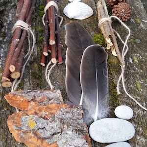 Ensemble de collection de curiosités naturelles étagère à bibelots kit de démarrage cabinet de curiosité naturel bizarrerie science biologie spécimen bois de lichen plage image 1