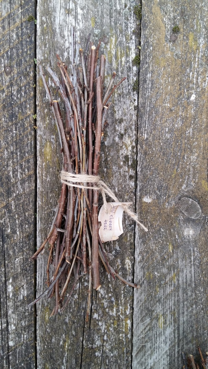 Natural Tree Branches Stick of Wood Twigs Wood Branches Wild Etsy