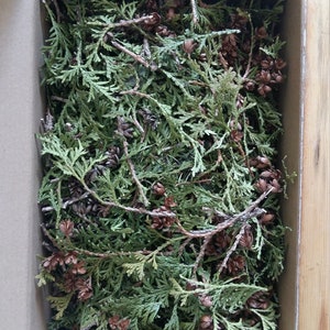 dried thuja cuts branches natural cedar tree leaves springs incense spiritual rituals alternative medicine health cleaning meditation herb