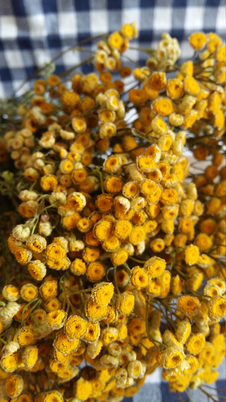 Tanacetum vulgare yellow tansy dried flowers yellow ...