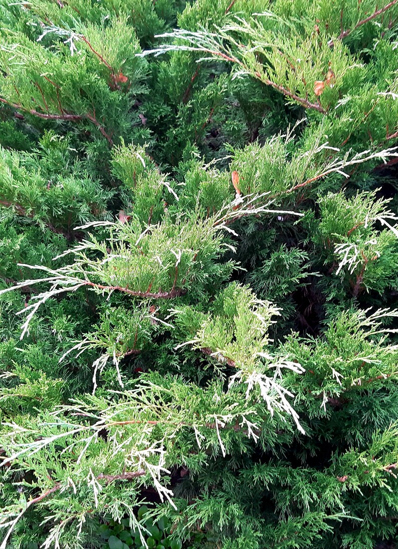 Real Natural Cedar Wood Branches Springs Evergreen Fresh Cut Etsy