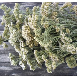 dried flowers yarrow achillea millefolium common wild herb bouquet bunch rustic home kitchen decor eco natural botanical herbal medicine tea
