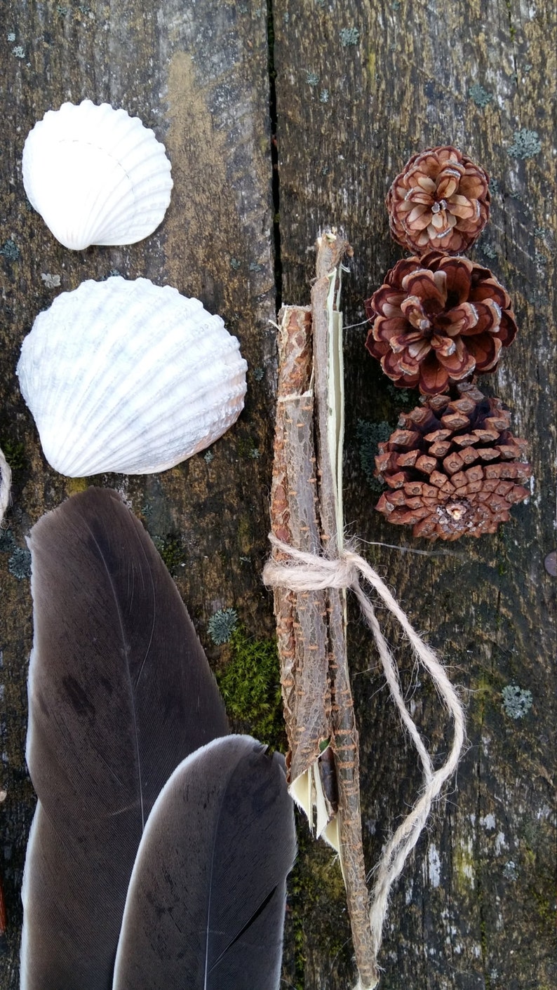 Ensemble de collection de curiosités naturelles étagère à bibelots kit de démarrage cabinet de curiosité naturel bizarrerie science biologie spécimen bois de lichen plage image 3