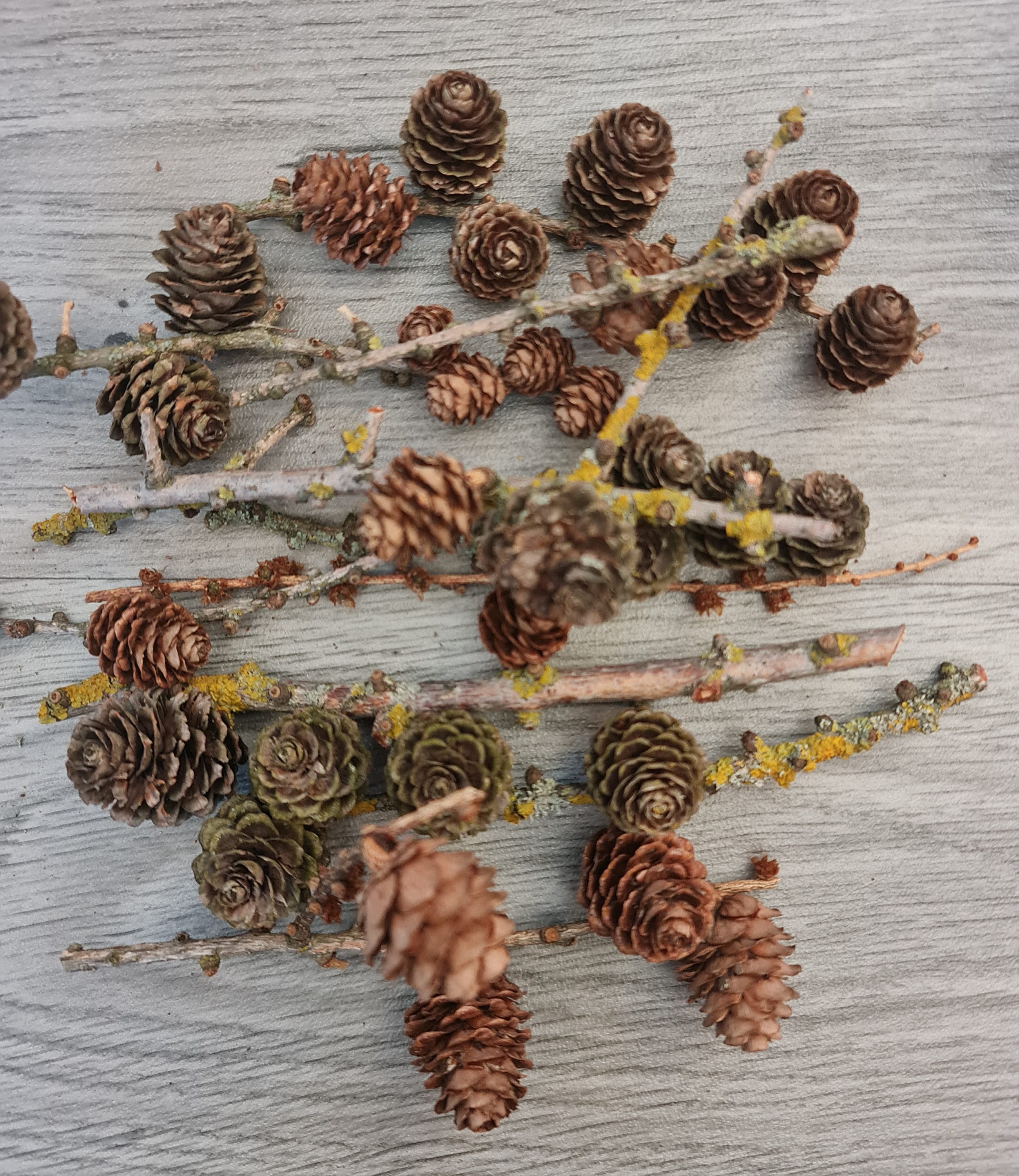 Zweige Dekore mit kleinen Zapfen Lärche Zweige Äste natur bemoost Äste Äste  rustikale Deko Waldfunde primitiv