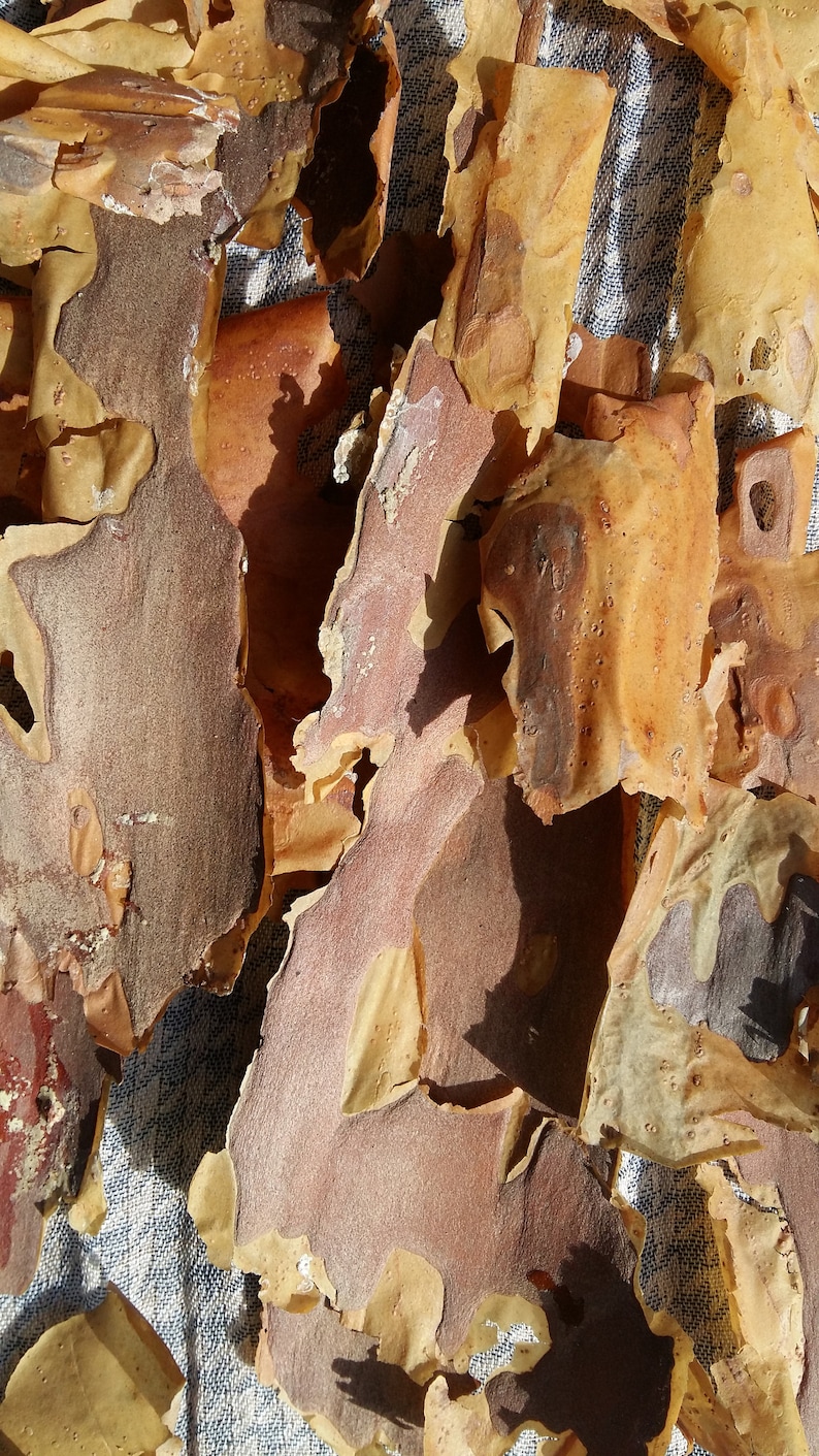 Natural Bark Art Craft DIY Projects Supplies Pine Tree Bark | Etsy