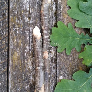 Oak wand wood wand supplies oak tree sticks natural twigs magic tool witch wiccan wizard pagan druid rituals primitive wooden branches wand
