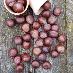 Horse chestnuts natural craft supply real dried simple rustic fall autumn decor farmhouse country house eco nature goods kids DIY set of 45